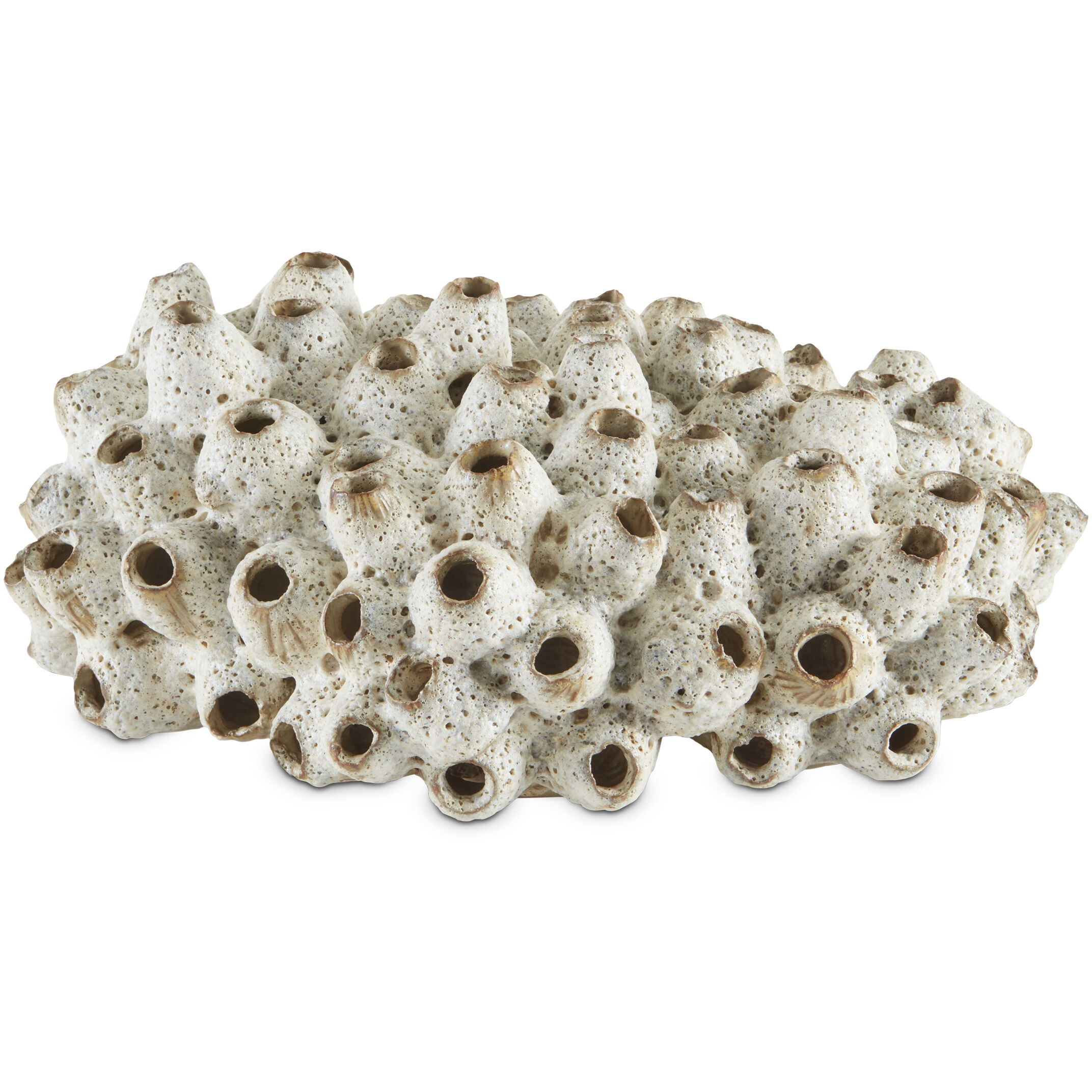 Sulawasi Shells Antique White Decorative Accessory